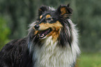 Shetland Sheepdog