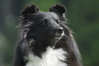 Shetland Sheepdog