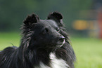 Shetland Sheepdog