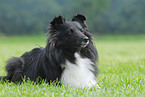 Shetland Sheepdog