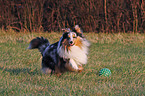 running Shetland Sheepdog