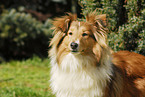 Shetland Sheepdog Portrait