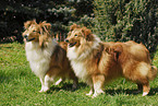 Shetland Sheepdog