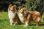 Shetland Sheepdog