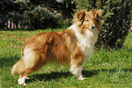 Shetland Sheepdog