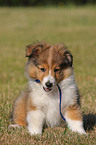 Shetland Sheepdog Puppy