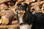 Shetland Sheepdog Portrait