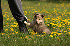 Shetland Sheepdog Puppy