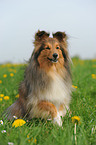 Shetland Sheepdog