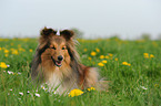 Shetland Sheepdog