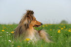 Shetland Sheepdog