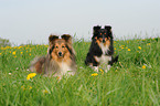 Shetland Sheepdog