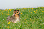 Shetland Sheepdog