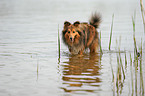 bathing Shetland Sheepdog