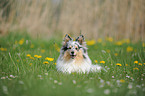 Shetland Sheepdog