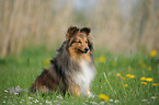 Shetland Sheepdog