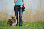 woman and Shetland Sheepdog