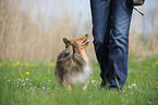 woman and Shetland Sheepdog