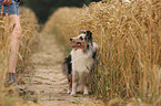 young Shetland Sheepdog