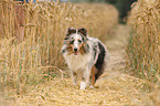 young Shetland Sheepdog