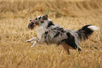 young Shetland Sheepdog