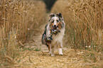 young Shetland Sheepdog