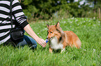 Shetland Sheepdog