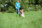 running Shetland Sheepdog