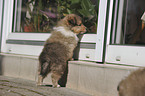 Shetland Sheepdog Puppies