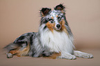 lying Shetland Sheepdog