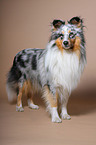 Shetland Sheepdog