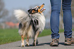 Shetland Sheepdog