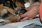 Shetland Sheepdog birth