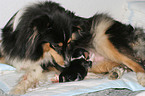 Shetland Sheepdog birth