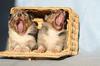 Shetland Sheepdog Puppies