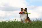 Shetland Sheepdog retrieves flower