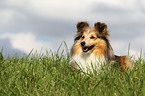 lying Shetland Sheepdog