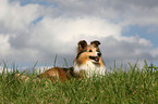 lying Shetland Sheepdog