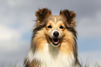 Shetland Sheepdog Portrait