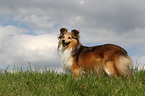 Shetland Sheepdog