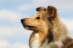 Shetland Sheepdog Portrait