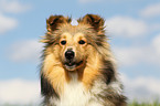 Shetland Sheepdog Portrait