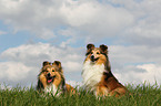 Shetland Sheepdogs