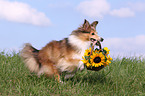 Shetland Sheepdog retrieves flowers