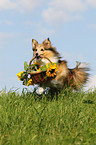 Shetland Sheepdog retrieves flowers