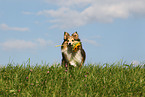 Shetland Sheepdog retrieves flower