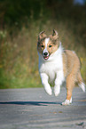 young Sheltie