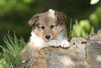 Shetland Sheepdog Puppy