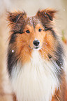 Sheltie Portrait