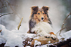 Sheltie Portrait